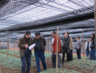 “云南白藥-苗鄉(xiāng)三七”合作的三七訂制農場通過國家GAP認證