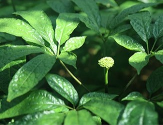 三七是什么？