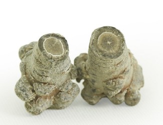 三七的頭數(shù)是什么？