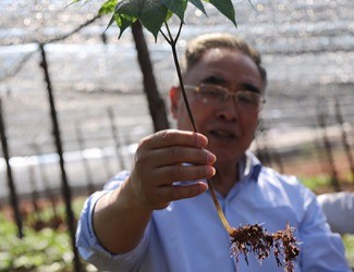 三七是做的最大、研究最好最深的中藥大品種