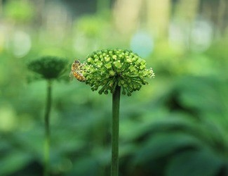 必看！你適合吃三七嗎？