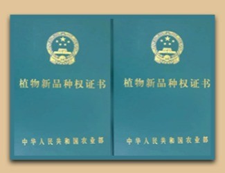 國家給三七頒發(fā)了這個證書，歷史首次！