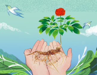 苗鄉(xiāng)三七100萬支持文山學院啟動三七文化建設(shè)