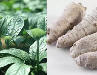 如何挑選道地的三七，買(mǎi)三七需要注意的四點(diǎn)事項(xiàng)