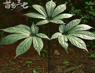 三七與土三七的區(qū)別，土三七含有毒性