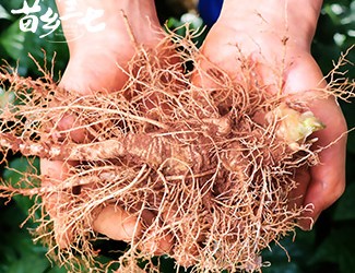 鮮三七和干三七哪個效果好，二者區(qū)別對比