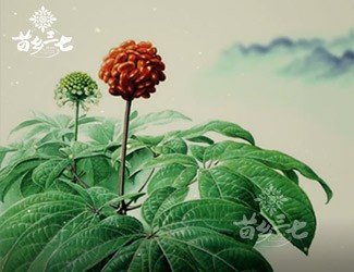 三七有副作用嗎？來(lái)看看歷史怎么說(shuō)