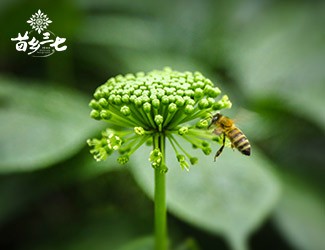 三七花的功效與作用，特殊體質(zhì)食用需注意