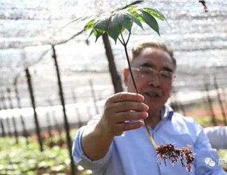 張伯禮院士這樣說三七！