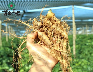 三七的功效與作用講解，從三七在血液系統(tǒng)的應(yīng)用分析