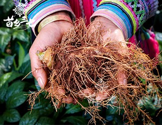 三七補虛強壯，保護心血管