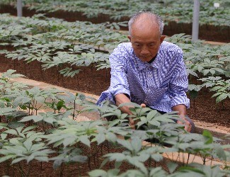 首個(gè)國(guó)家三七新品種誕生記——第1季