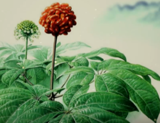 為什么說三七是“十全十美”的植物？