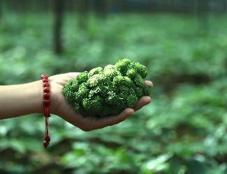 三七圖片大全：三七的一生——采花，采籽（四）