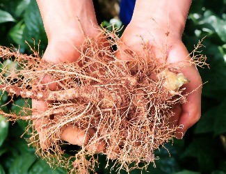 三七圖片大全/三七的一生——采挖、初/精加工（五）