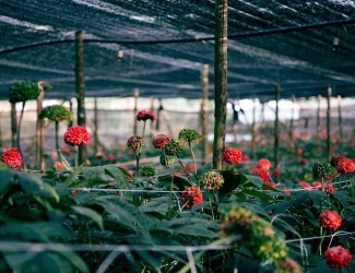 重磅炸彈！三七行業(yè)重大政策調(diào)整今年6月1日起開始實(shí)施！