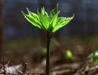 歷史上導(dǎo)致三七價(jià)格暴跌的罪魁禍?zhǔn)椎降资钦l(shuí)？（一）