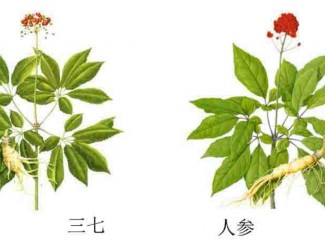 三七人參功效區(qū)別，“北參南七”說(shuō)法的由來(lái)