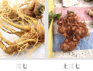 文山三七價格琳瑯滿目，當(dāng)心三七和土三七區(qū)別