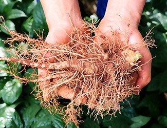 服用三七，也別忘了試試鮮三七