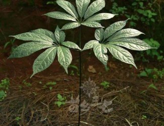 三七既止血又活血,這不是矛盾的嗎？多少劑量時(shí)三七發(fā)揮止血或活血？