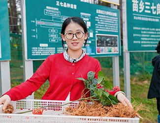 苗鄉(xiāng)三七良種喜獲豐收?。?！