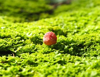 一顆紅籽，千年的“金不換”