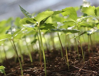 種三七竟然這么多講究！