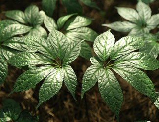 為什么立春后要吃三七？春季養(yǎng)肝的秘密在這里