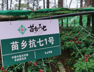苗鄉(xiāng)抗七1號(hào)第三次入選省級(jí)主導(dǎo)品種！